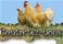 poule bio